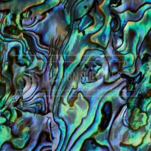 Paua Shell